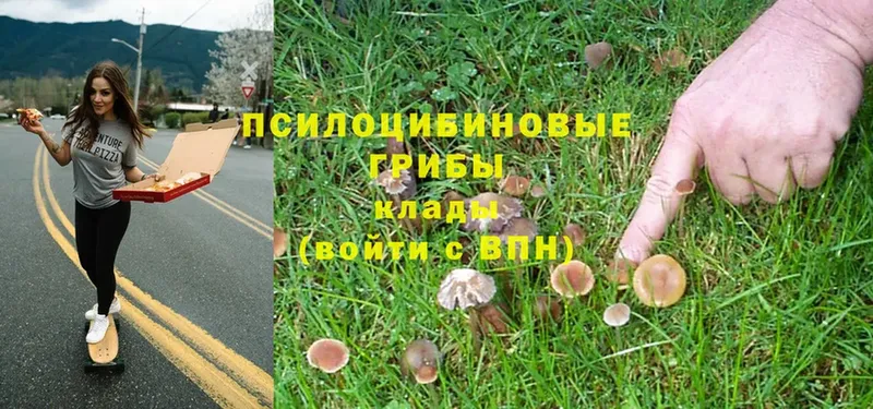 наркота  Артёмовский  Галлюциногенные грибы Magic Shrooms 